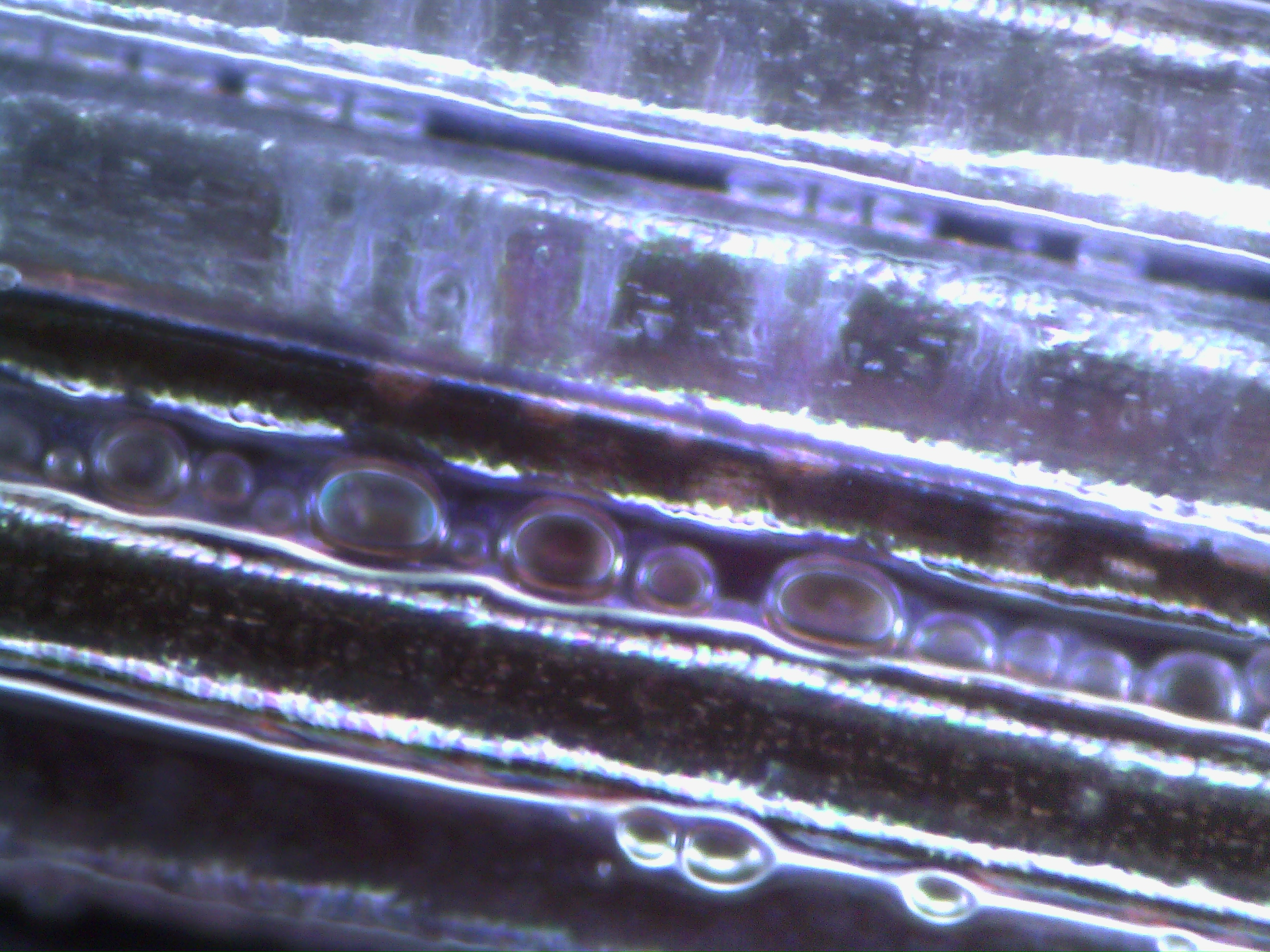 Redukcja żółtych pasemek