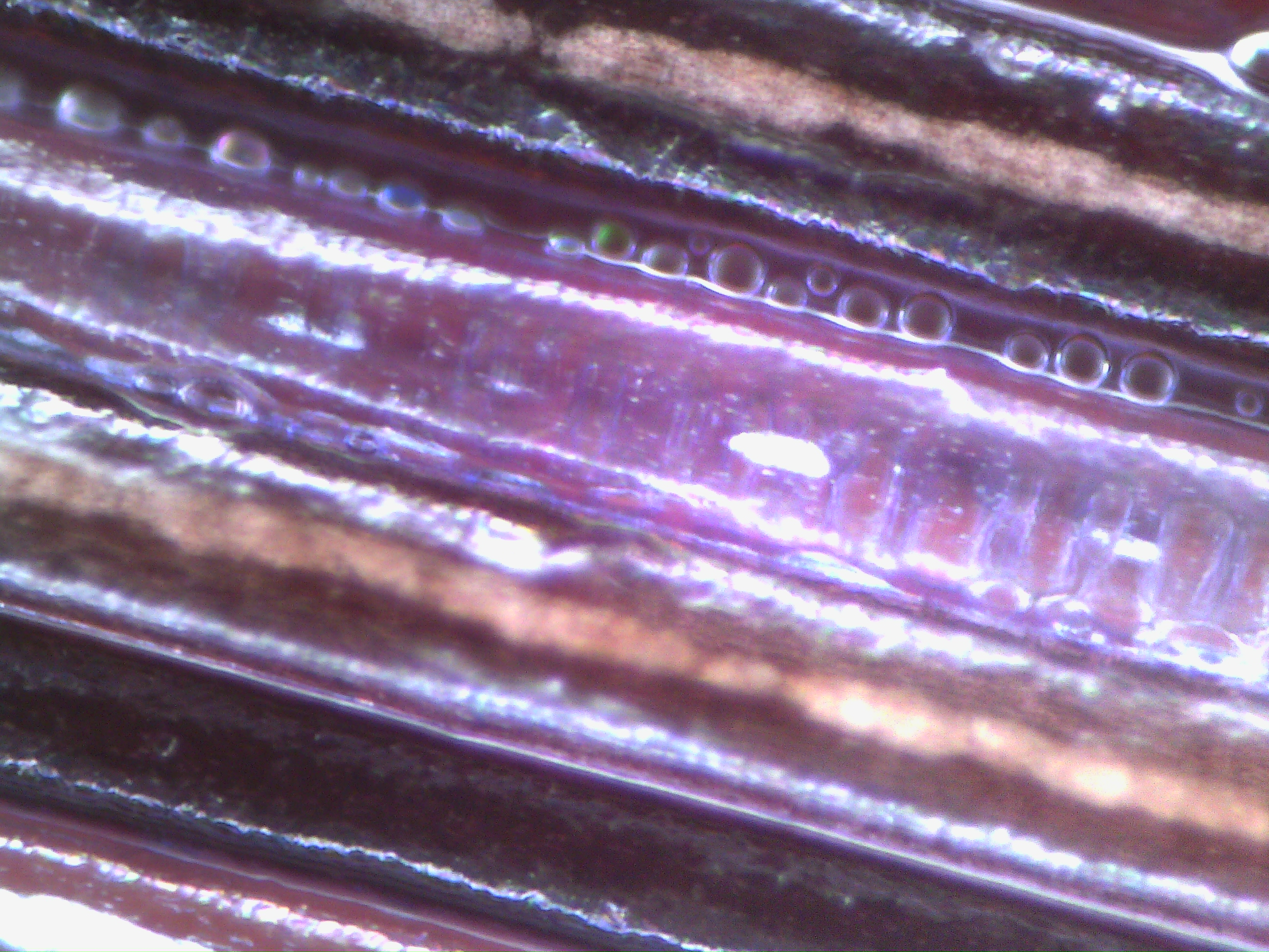 Szampon do redukcji żółtych pasemek